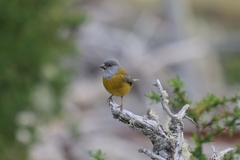 Phrygilus patagonicus