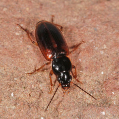 Stenolophus mixtus