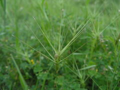 Aegilops biuncialis