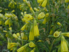 Onosma taurica