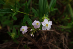 Sipanea pratensis dichotoma