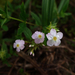 Sipanea pratensis pratensis - Photo (c) William Milliken, alguns direitos reservados (CC BY-NC), uploaded by William Milliken