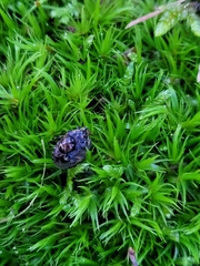 Holcogaster fibulata