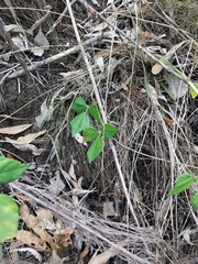 Rhynchosia caribaea