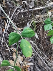 Rhynchosia caribaea