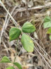 Rhynchosia caribaea