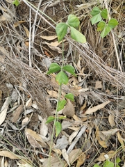 Rhynchosia caribaea