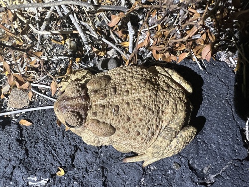iNaturalist observation photo of Woodhouse's Toad