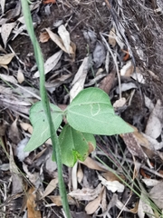 Rhynchosia caribaea