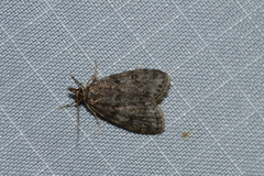 Scoparia penumbralis