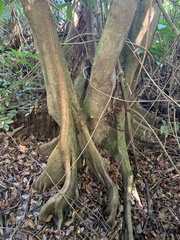 Pterocarpus officinalis