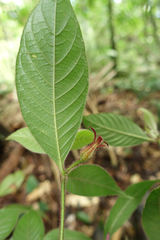 Palicourea viridibractea