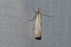Crambus saltuellus