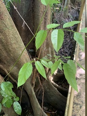 Pterocarpus officinalis