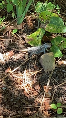 Sceloporus consobrinus