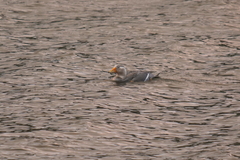 Tachyeres patachonicus