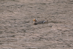 Tachyeres patachonicus