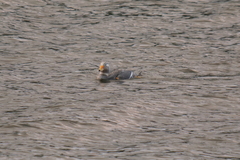 Tachyeres patachonicus