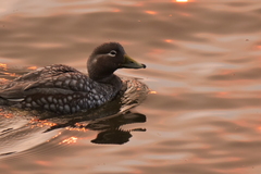 Tachyeres patachonicus