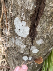 Cryptothecia striata