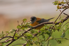 Phrygilus patagonicus