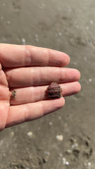 Megabalanus tintinnabulum