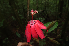 Passiflora glandulosa