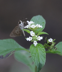 Callimormus saturnus