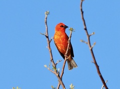 Foudia madagascariensis