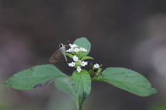 Callimormus saturnus