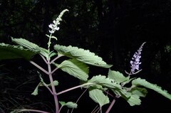 Plectranthus fruticosus