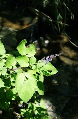 Plectranthus fruticosus