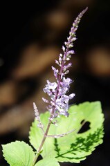 Plectranthus fruticosus