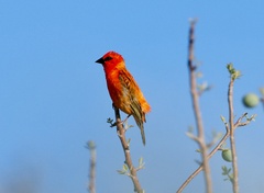 Foudia madagascariensis