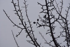 Pyrus bourgaeana