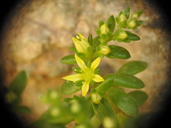 Sedum litoreum