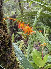 Crocosmia