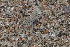 Ocypode occidentalis