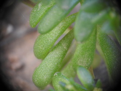 Sedum litoreum
