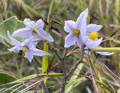Solanum lanceolatum