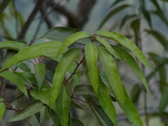 Mallotus philippensis