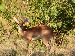 Raphicerus campestris