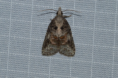 Platynota idaeusalis