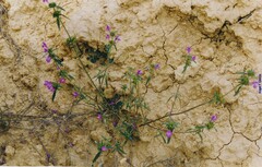 Galeopsis angustifolia