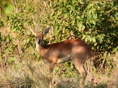 Raphicerus campestris