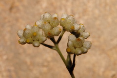 Pseudognaphalium californicum