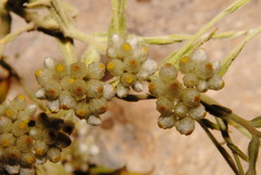 Pseudognaphalium californicum