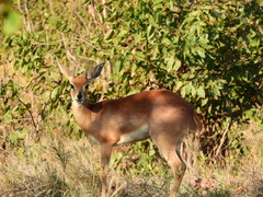 Raphicerus campestris