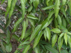 Mallotus philippensis