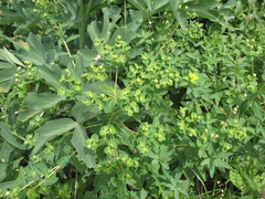 Euphorbia semivillosa